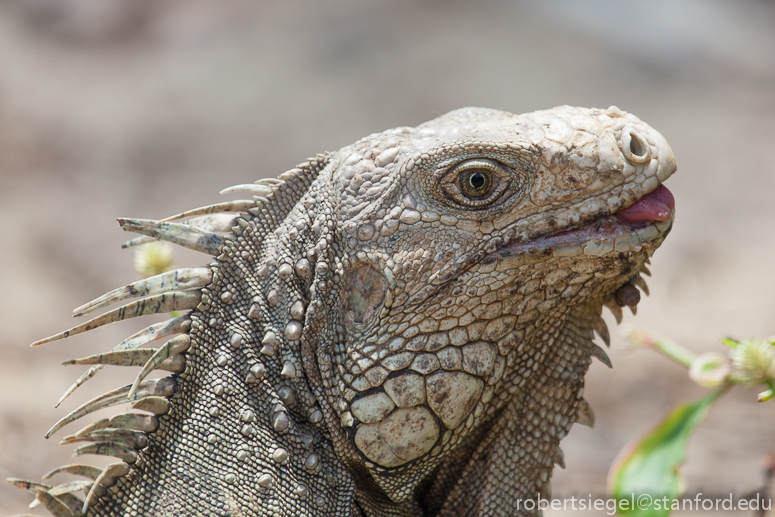 iguana with tongue